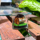 Antler Horned Beetle Paperweight Cube