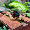 Green Chafer Beetle Paperweight Cube