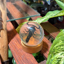 Black Scorpion Globe Paperweight with Stand