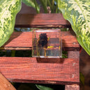 Cicada Paperweight Cube