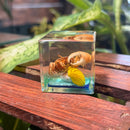Fiddler Crab Paperweight Cube