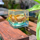 Fiddler Crab Paperweight Cube