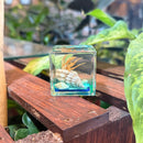 Hermit Crab Paperweight Cube