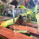 Wasp Paperweight