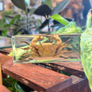 Crab Large Paperweight