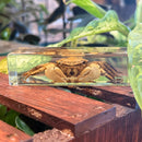 Crab Large Paperweight