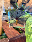 Grimace Spider Paperweight