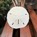 Florida Sand Dollar
