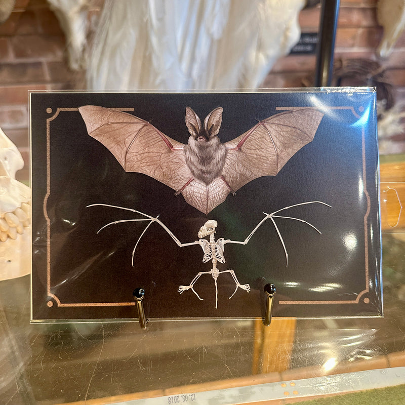 Paper Bat and Bat Skeleton Set