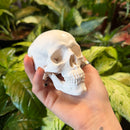 Mini Human Skull Model