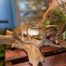 Resting Chipmunk Taxidermy Mount