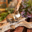 Resting Chipmunk Taxidermy Mount