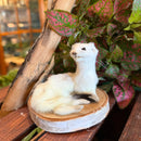 Ermine Taxidermy Mount