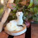 Ermine Taxidermy Mount