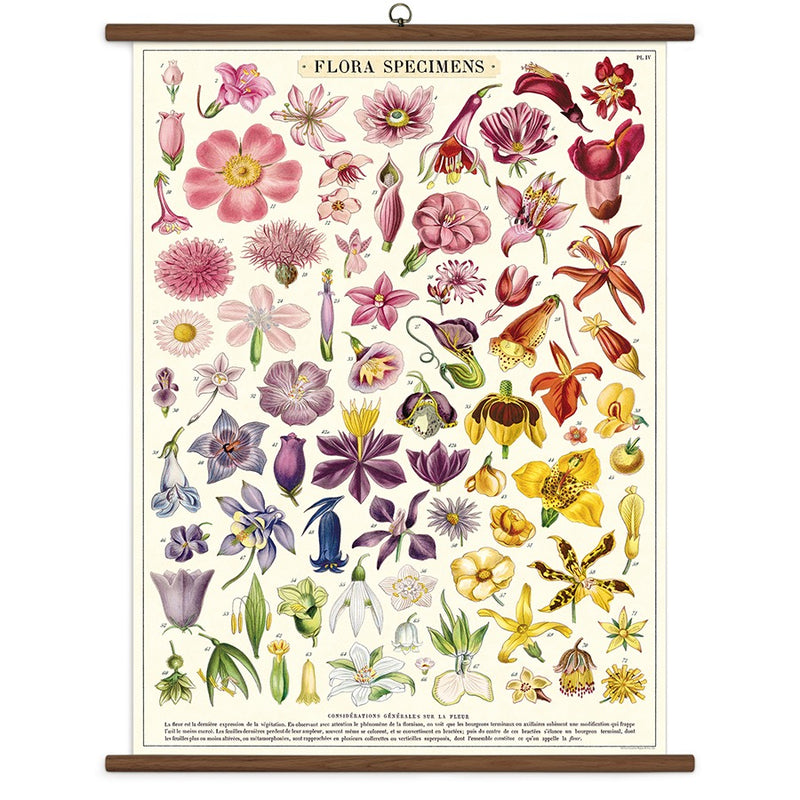 Vintage School Chart - Floral Specimens