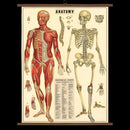 Vintage School Chart- Anatomy