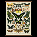 Vintage School Chart - Butterflies
