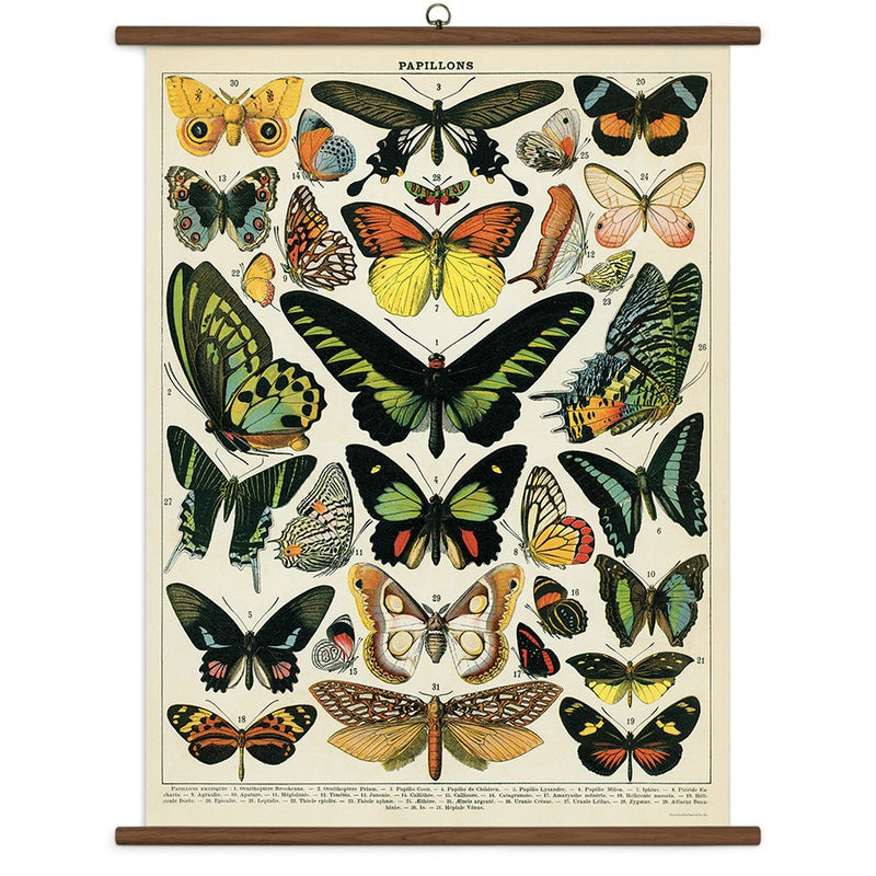 Vintage School Chart - Butterflies
