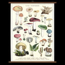 Vintage School Chart - Mushrooms