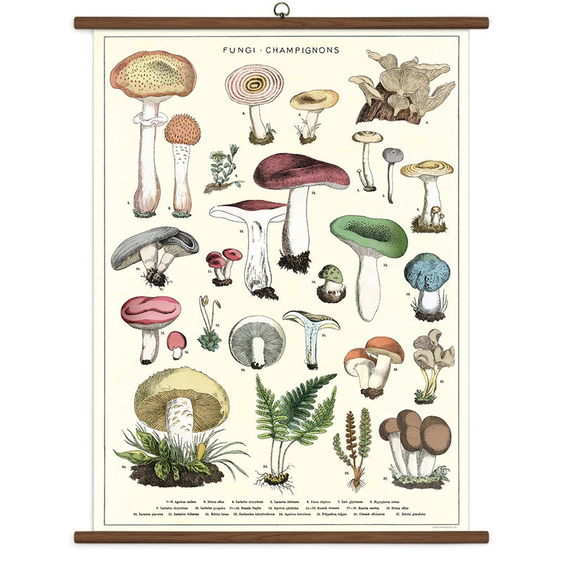 Vintage School Chart - Mushrooms
