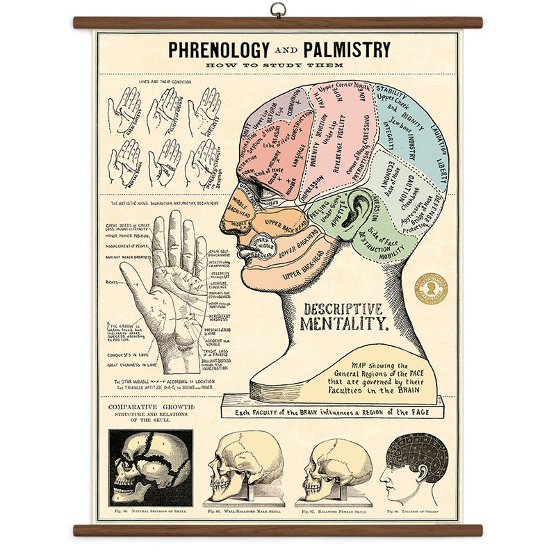 Vintage School Chart - Phrenology & Palmistry