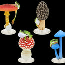 Mystery Mushroom Frog