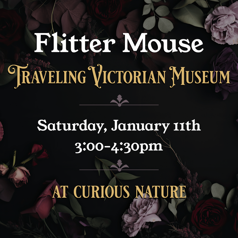 01/11/25 - Flitter Mouse Traveling Victorian Museum