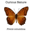 Precis Columbina