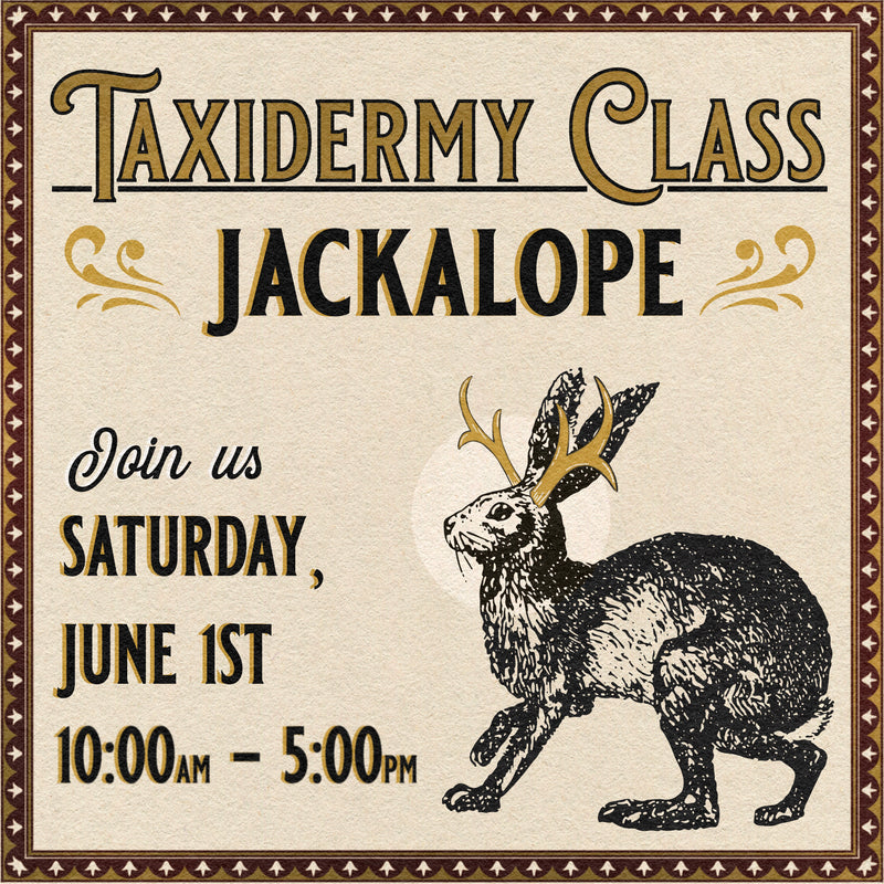 06/01/24 Taxidermy Jackalope Class