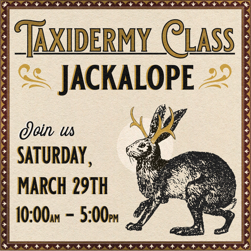 03/29/25 Taxidermy Jackalope Class