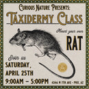 04/25/26 Taxidermy Rat Class