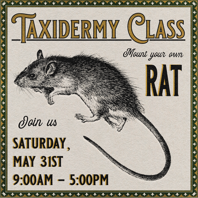 05/31/25 Taxidermy Rat Class