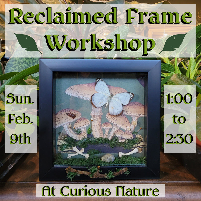 02/09/25 Reclaimed Frame Workshop