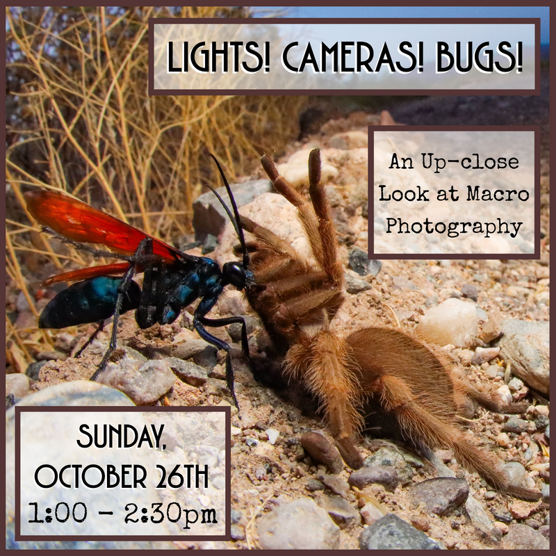 10/26/25 Lights! Cameras! Bugs!