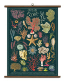 Vintage School Chart - Ocean Flora