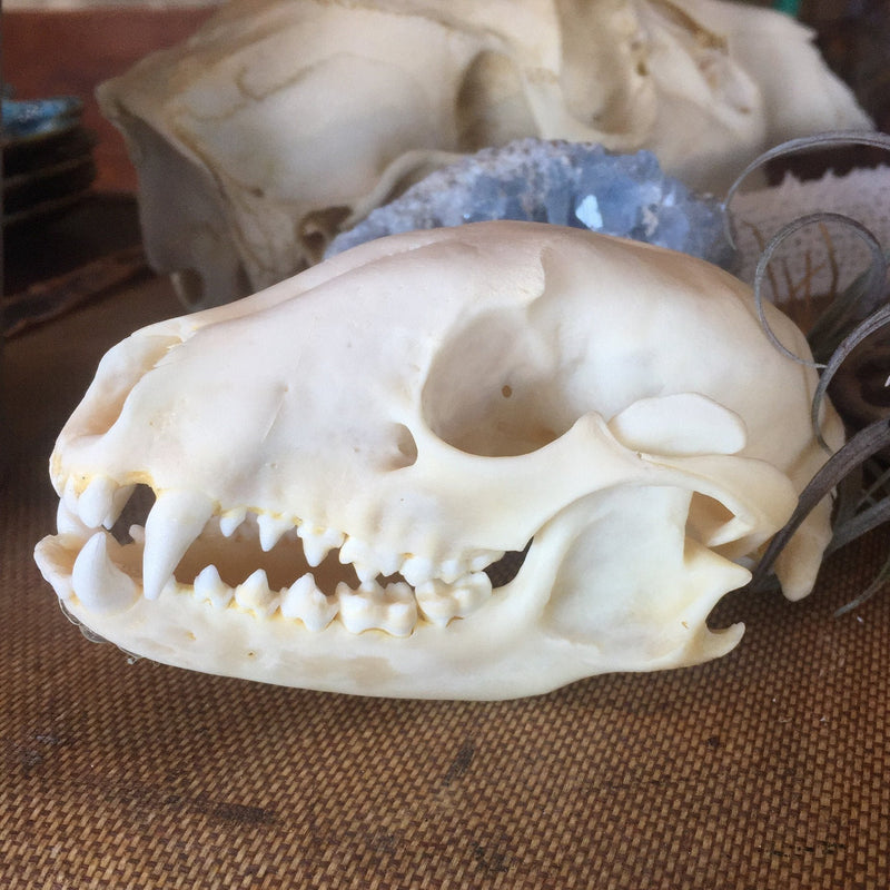 Raccoon Skull