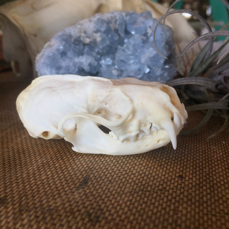 Mink Skull