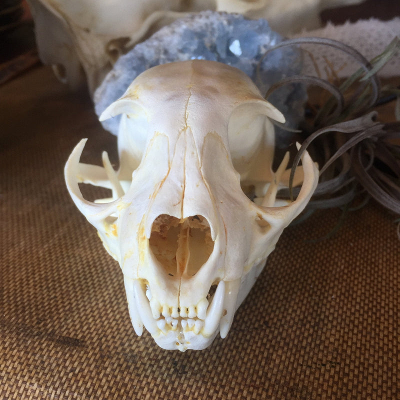 Bobcat Skull - Curious Nature