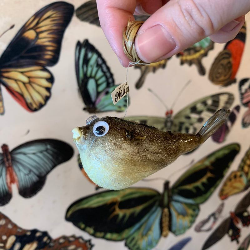 Taxidermy Parrot Fish