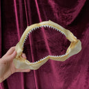 Shark Jaw (10"-11")