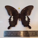 Papilio sataspes