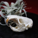 Pocket Gopher Skull