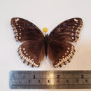 Hypolimnas bolina jacintha