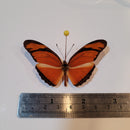 Dryas iulia
