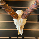 Impala Skull GRADE B