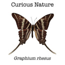 Graphium rhesus