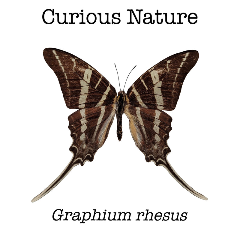 Graphium rhesus