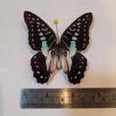 Graphium meyeri