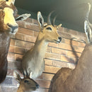 Reedbuck Shoulder Mount