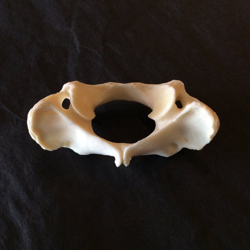 Beaver Atlas Bone